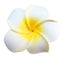 Frangipani Foam Flower